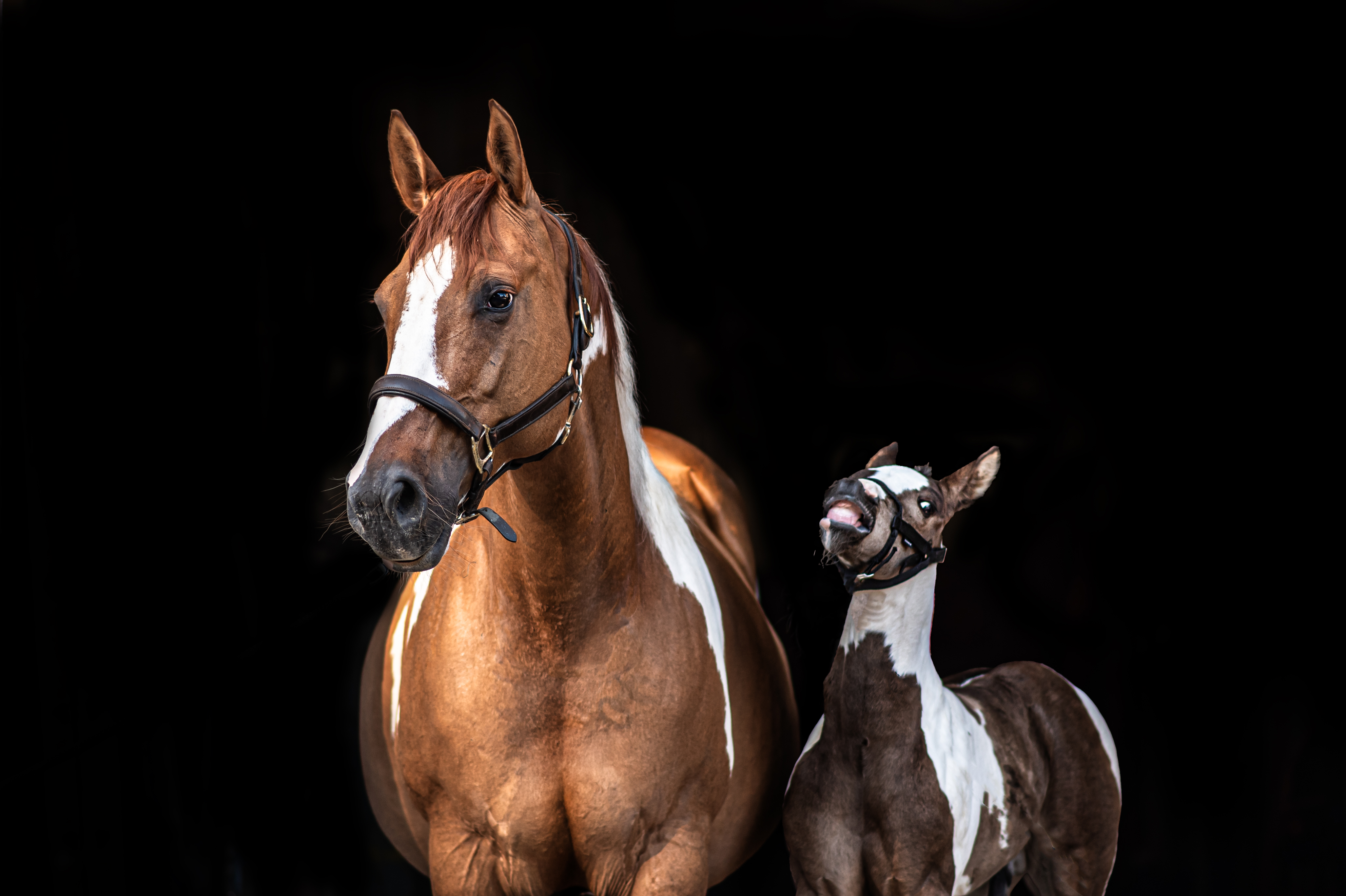_DSC7999 kopie