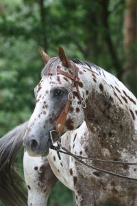 rusty-nugget-lena-profil.jpg