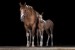 _DSC1916 kopie
